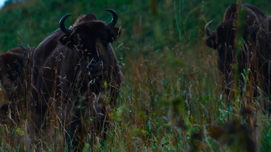 Ковчег Ковчег