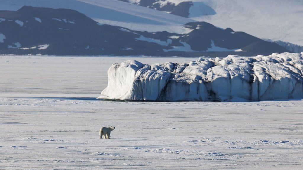 Более 50 белых медведей зафиксировано в ходе учёта на побережье Таймыра и островах Карского моря Более 50 белых медведей зафиксировано в ходе учёта на побережье Таймыра и островах Карского моря