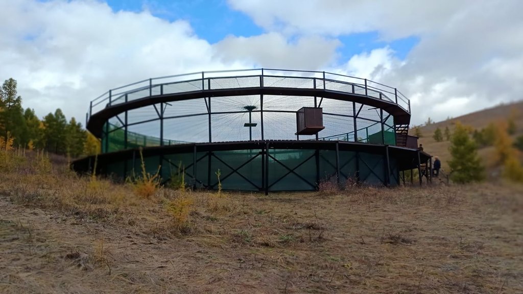 В Хакасии построили первый в России облёточник для соколов-балобанов В Хакасии построили первый в России облёточник для соколов-балобанов