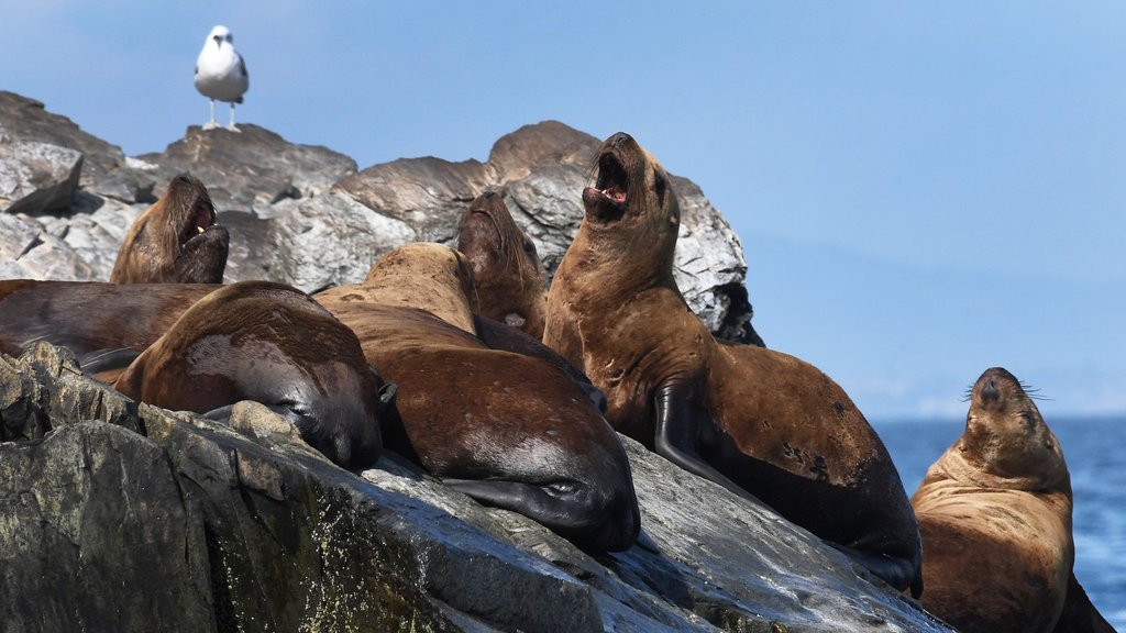 В Курильском заповеднике провели учёт сивучей В Курильском заповеднике провели учёт сивучей