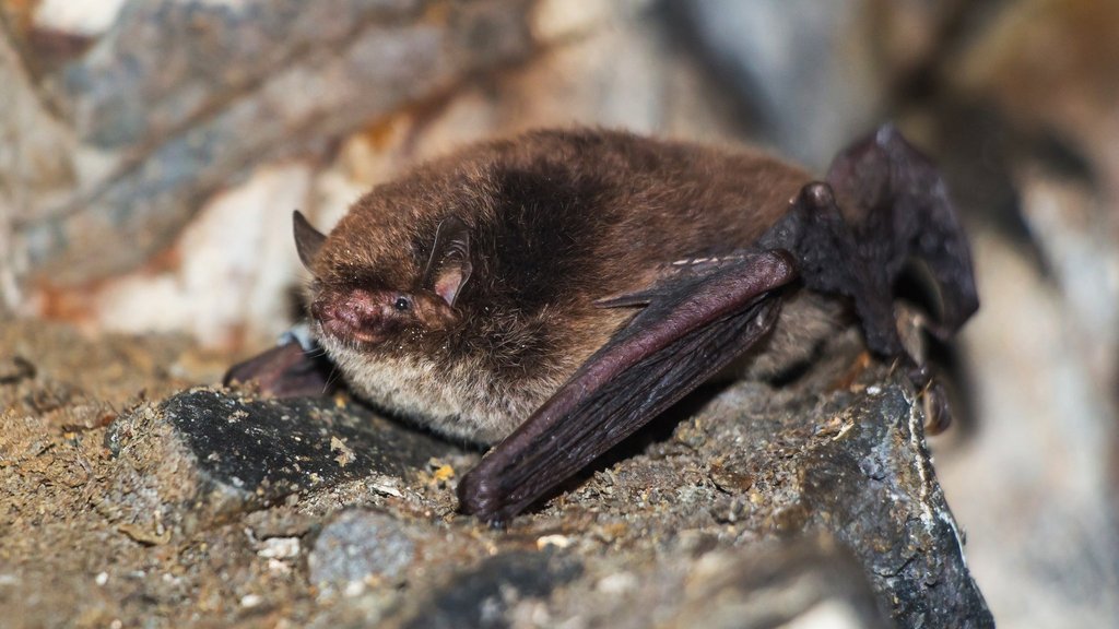 Длиннохвостая ночница впервые зафиксирована на зимовке в Алтайском крае Длиннохвостая ночница впервые зафиксирована на зимовке в Алтайском крае