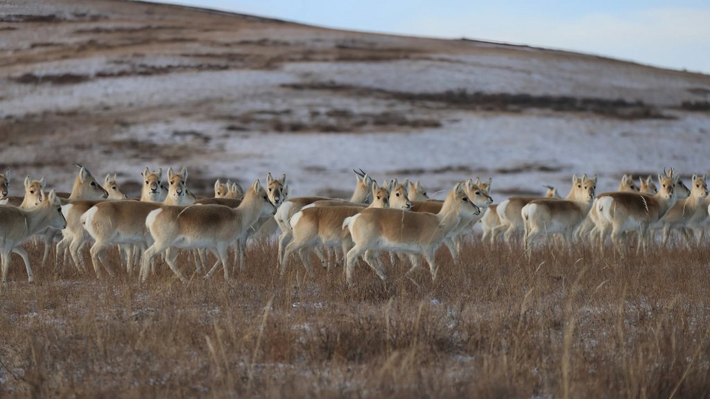 Зимний учёт дзеренов провели в Сохондинском заповеднике и на прилегающих территориях Зимний учёт дзеренов провели в Сохондинском заповеднике и на прилегающих территориях