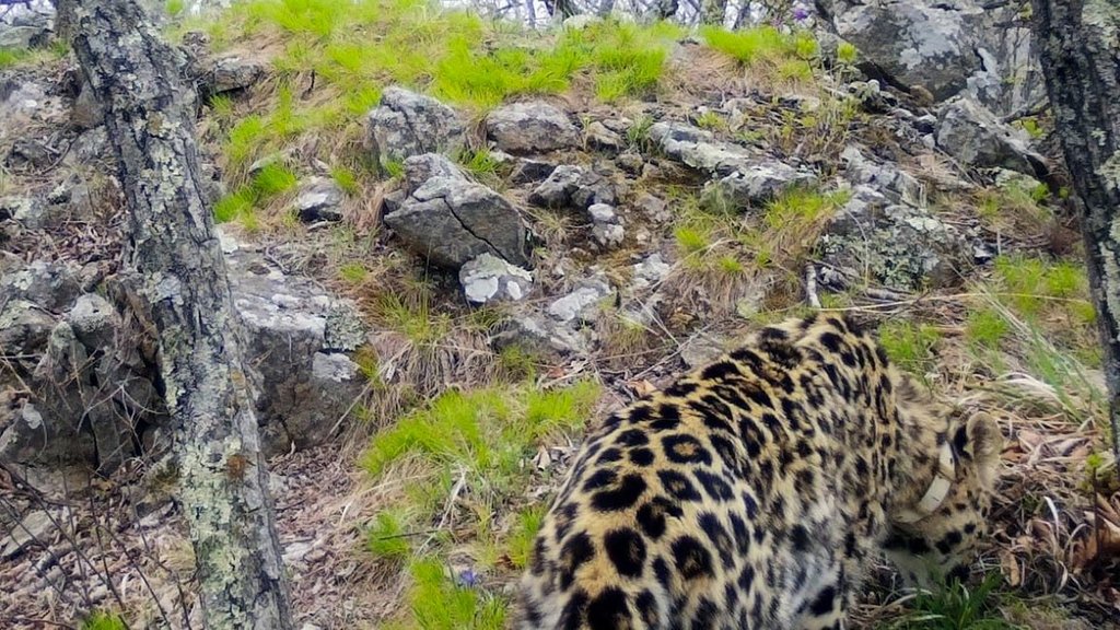 Дальневосточный леопард впервые за 50 лет отмечен на северной границе ареала Дальневосточный леопард впервые за 50 лет отмечен на северной границе ареала