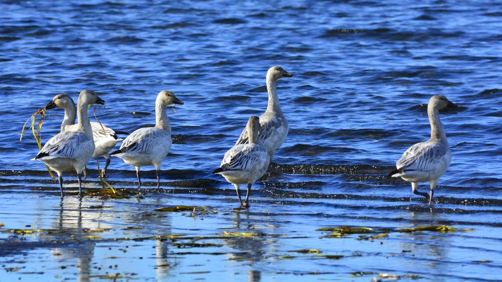 Белые гуси впервые за 40 лет зафиксированы на острове Шикотан Белые гуси впервые за 40 лет зафиксированы на острове Шикотан