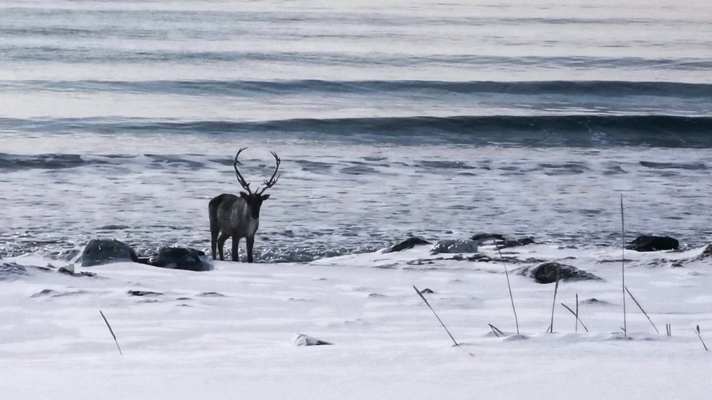Самку дикого северного оленя заметили на берегу Тихого океана Самку дикого северного оленя заметили на берегу Тихого океана