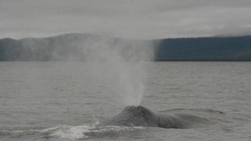 Получены предварительные результаты экспедиции по изучению гренландских китов Получены предварительные результаты экспедиции по изучению гренландских китов