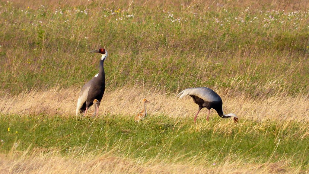 В Забайкалье у даурских журавлей появилось потомство В Забайкалье у даурских журавлей появилось потомство
