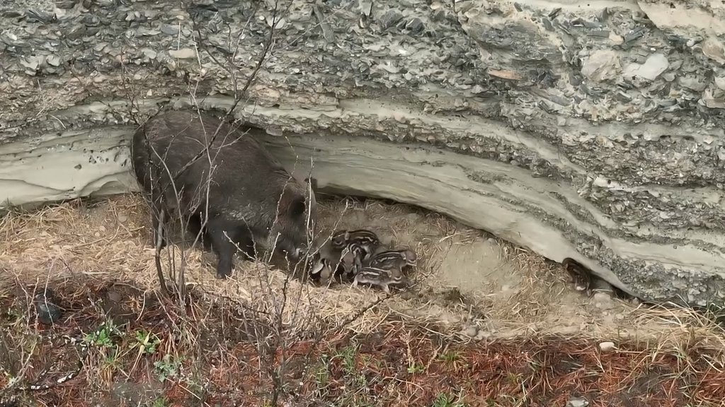 Новорождённых детёнышей кабана зафиксировали в Алтайском заповеднике Новорождённых детёнышей кабана зафиксировали в Алтайском заповеднике