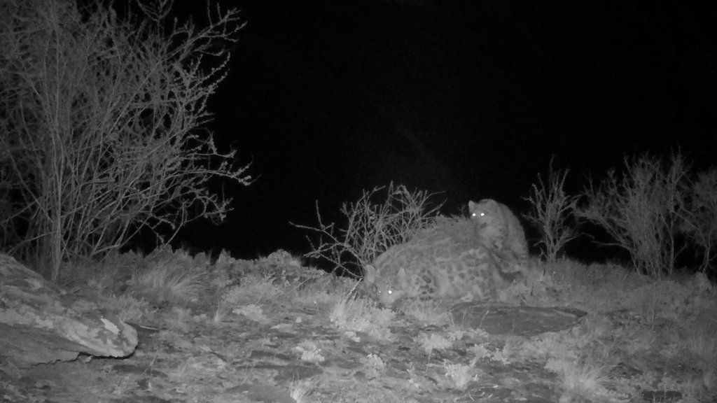 Три снежных барса появились на свет в Саяно-Шушенском заповеднике Три снежных барса появились на свет в Саяно-Шушенском заповеднике