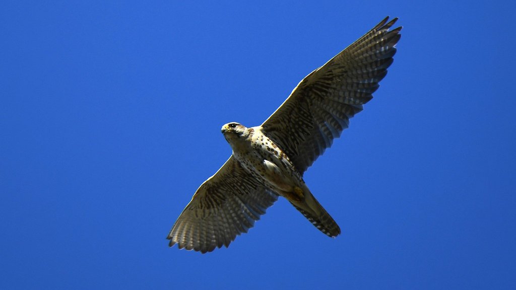 15 птенцов краснокнижных соколов-балобанов готовят к выпуску на Алтае 15 птенцов краснокнижных соколов-балобанов готовят к выпуску на Алтае