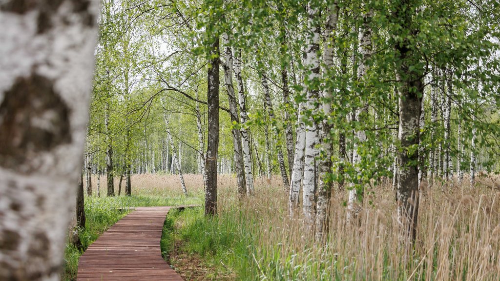 Экологическая тропа «Заповедный лес» открылась в нескольких километрах от Москвы Экологическая тропа «Заповедный лес» открылась в нескольких километрах от Москвы