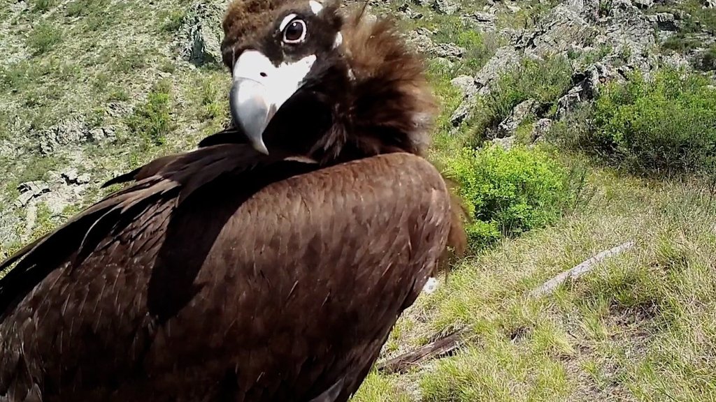 В Саяно-Шушенском заповеднике фотоловушка зафиксировала чёрных грифов В Саяно-Шушенском заповеднике фотоловушка зафиксировала чёрных грифов