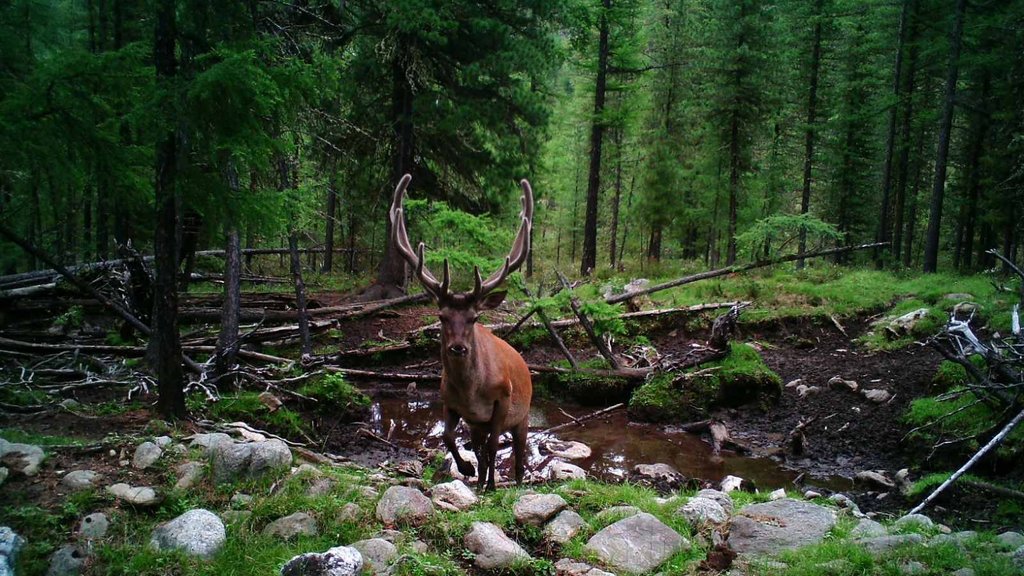 В Воронежском заповеднике провели учёт оленей на реву В Воронежском заповеднике провели учёт оленей на реву