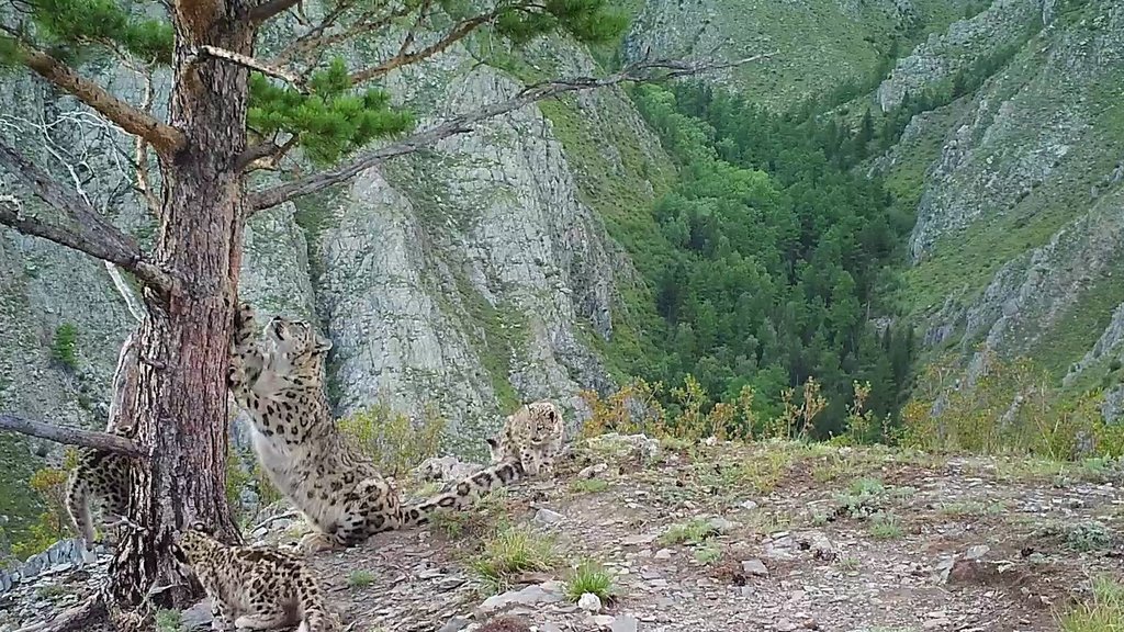 В Саяно-Шушенском заповеднике в этом году родились шесть котят снежного барса В Саяно-Шушенском заповеднике в этом году родились шесть котят снежного барса