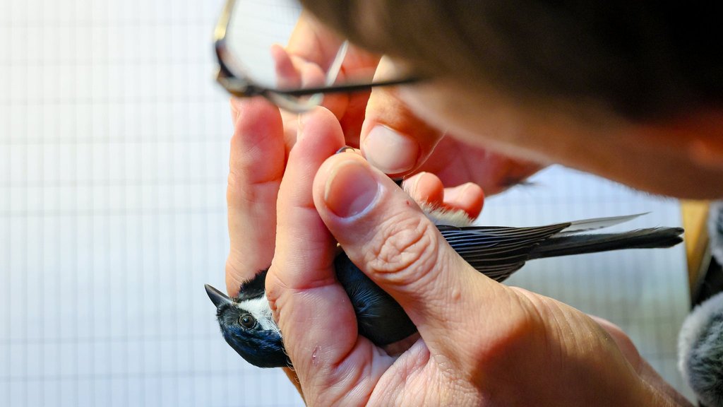 Почти 1400 птиц окольцовано в Сихотэ-Алинском заповеднике в период миграции Почти 1400 птиц окольцовано в Сихотэ-Алинском заповеднике в период миграции