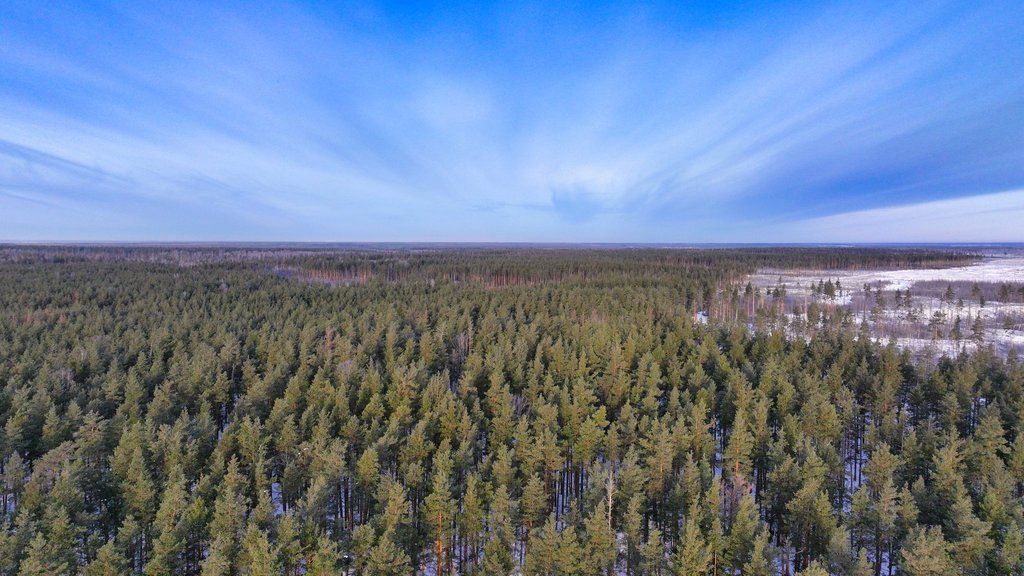 В Мордовском заповеднике провели работы по лесовосстановлению В Мордовском заповеднике провели работы по лесовосстановлению