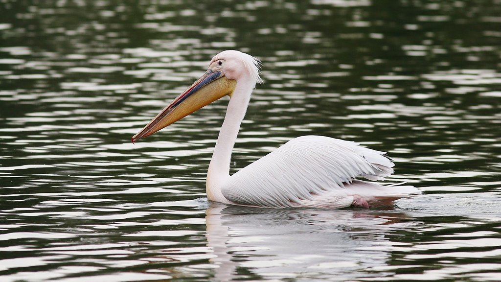 В «Чёрных землях» подсчитали численность самой крупной колонии розового пеликана в России В «Чёрных землях» подсчитали численность самой крупной колонии розового пеликана в России