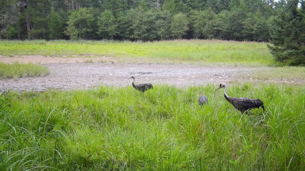 Гнездование чёрного журавля впервые зафиксировано в Сихотэ-Алинском заповеднике Гнездование чёрного журавля впервые зафиксировано в Сихотэ-Алинском заповеднике