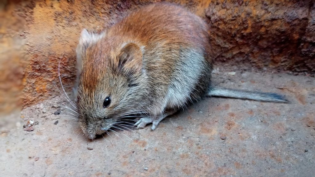 Три новых вида млекопитающих появились в заповеднике «Шайтан-Тау» Три новых вида млекопитающих появились в заповеднике «Шайтан-Тау»