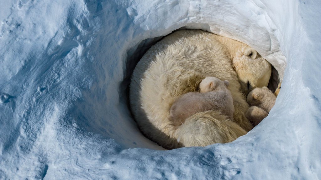 В заповеднике «Остров Врангеля» завершился весенний учёт родовых берлог белых медведей В заповеднике «Остров Врангеля» завершился весенний учёт родовых берлог белых медведей