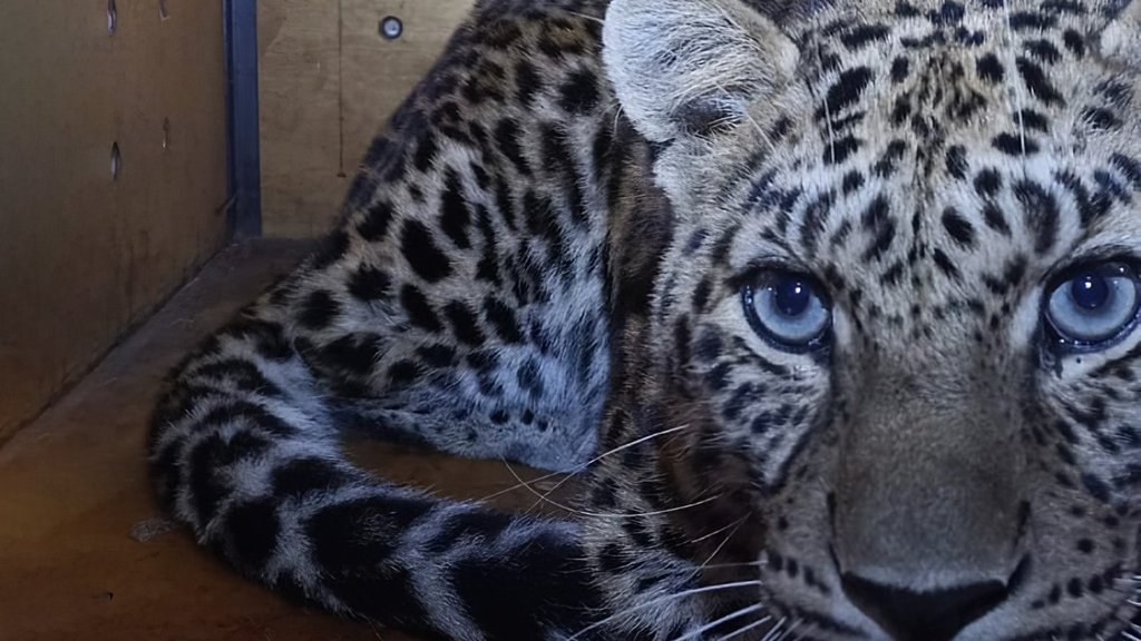 Двух дальневосточных леопардов перевезли в Уссурийский заповедник Двух дальневосточных леопардов перевезли в Уссурийский заповедник