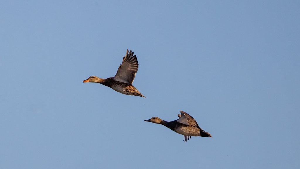 В «Лосином острове» подведены итоги осеннего учёта птиц В «Лосином острове» подведены итоги осеннего учёта птиц