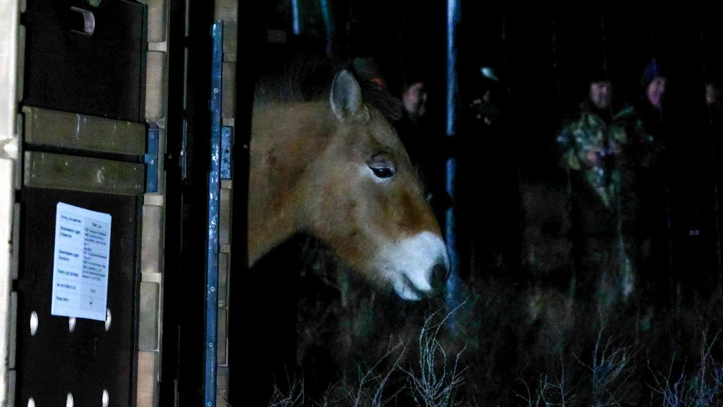 Состоялась первая транспортировка лошадей Пржевальского из Оренбургского заповедника в Хакасский Состоялась первая транспортировка лошадей Пржевальского из Оренбургского заповедника в Хакасский