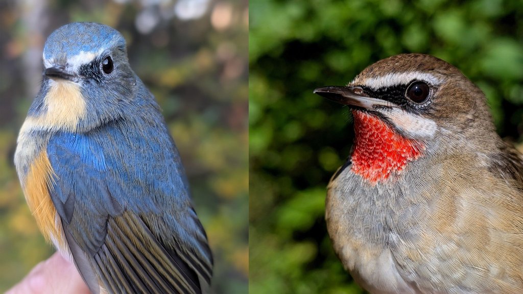 Более пяти тысяч пернатых учтено в этом году на станции кольцевания птиц «Байкальская» Более пяти тысяч пернатых учтено в этом году на станции кольцевания птиц «Байкальская»