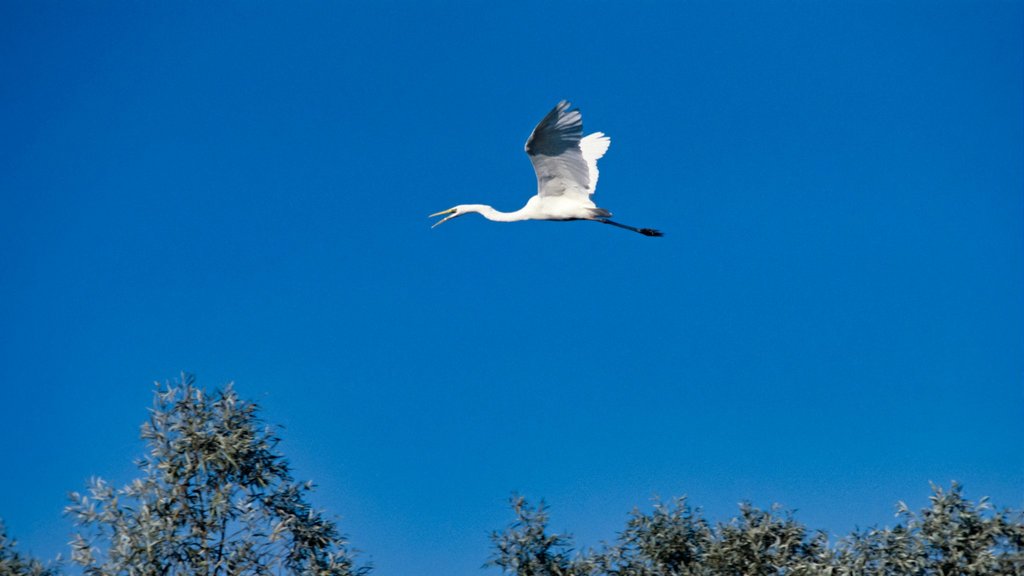 Российские и китайские учёные объединили усилия для спасения стерха Российские и китайские учёные объединили усилия для спасения стерха