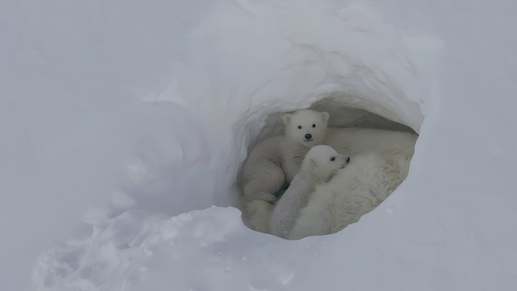 В заповеднике «Остров Врангеля» стартовал полевой сезон В заповеднике «Остров Врангеля» стартовал полевой сезон