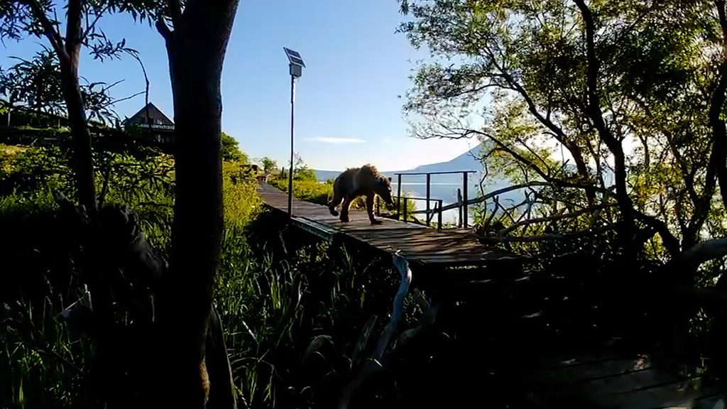 В Кроноцком заповеднике установили весы для бурых медведей В Кроноцком заповеднике установили весы для бурых медведей