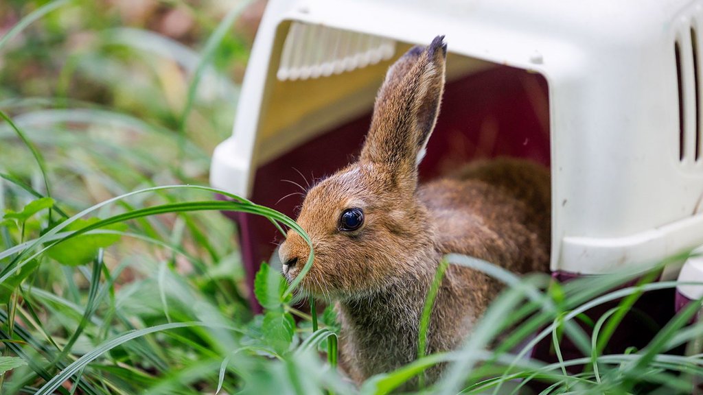 В нацпарке «Лосиный остров» выпустили в природу шесть зайцев-беляков В нацпарке «Лосиный остров» выпустили в природу шесть зайцев-беляков