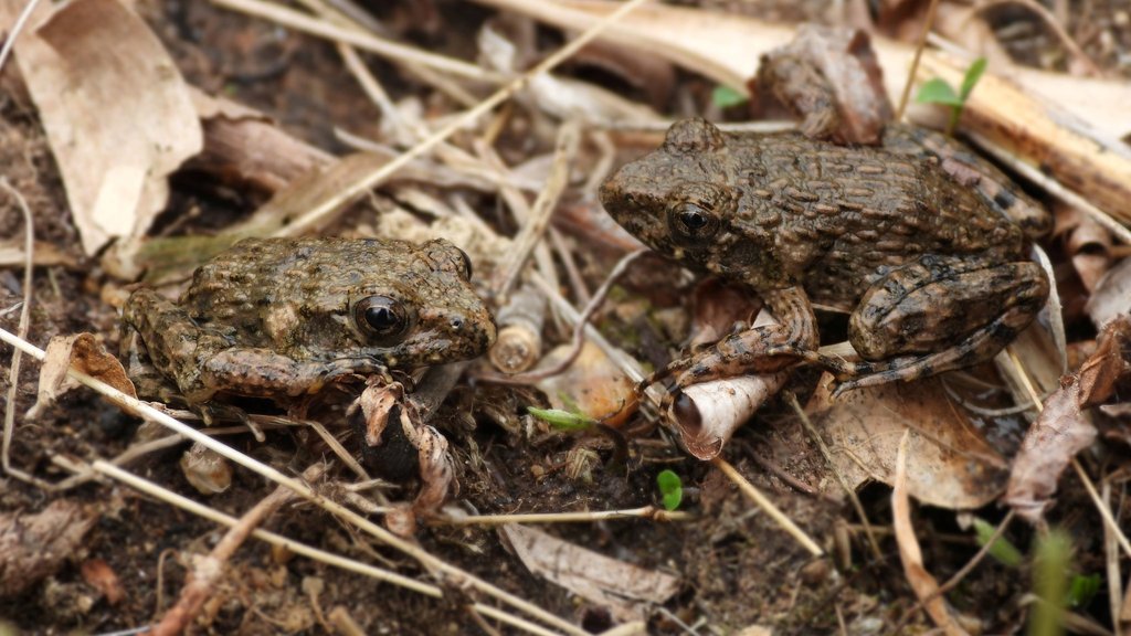 В Приморье впервые обнаружили бугорчатую лягушку В Приморье впервые обнаружили бугорчатую лягушку