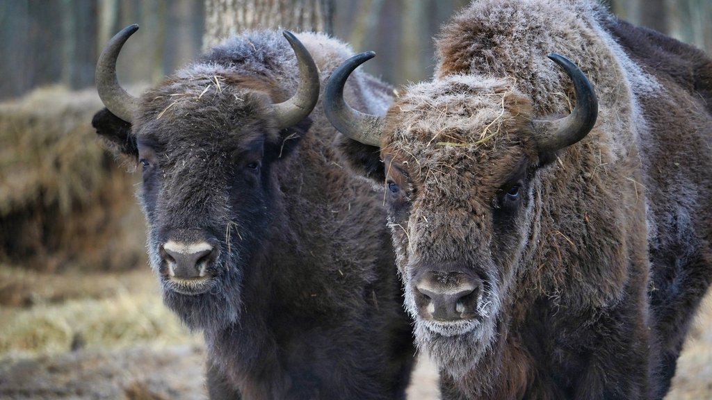 Десять зубров пополнят популяцию в Мордовском заповеднике Десять зубров пополнят популяцию в Мордовском заповеднике