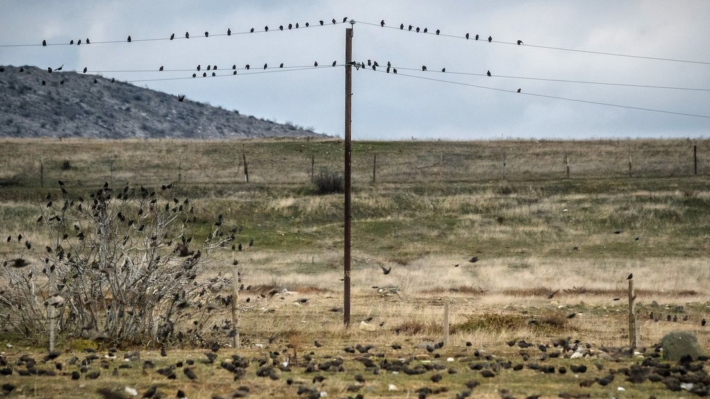 Более 200 километров ЛЭП в Калмыкии оснастили птицезащитными устройствами Более 200 километров ЛЭП в Калмыкии оснастили птицезащитными устройствами