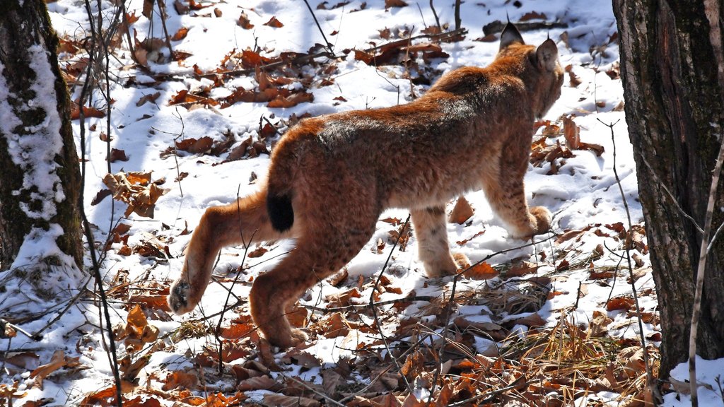 В Сайлюгемском нацпарке впервые за восемь лет фотомониторинга зафиксирована рысь В Сайлюгемском нацпарке впервые за восемь лет фотомониторинга зафиксирована рысь