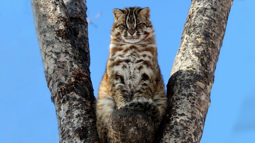 Дальневосточный лесной кот