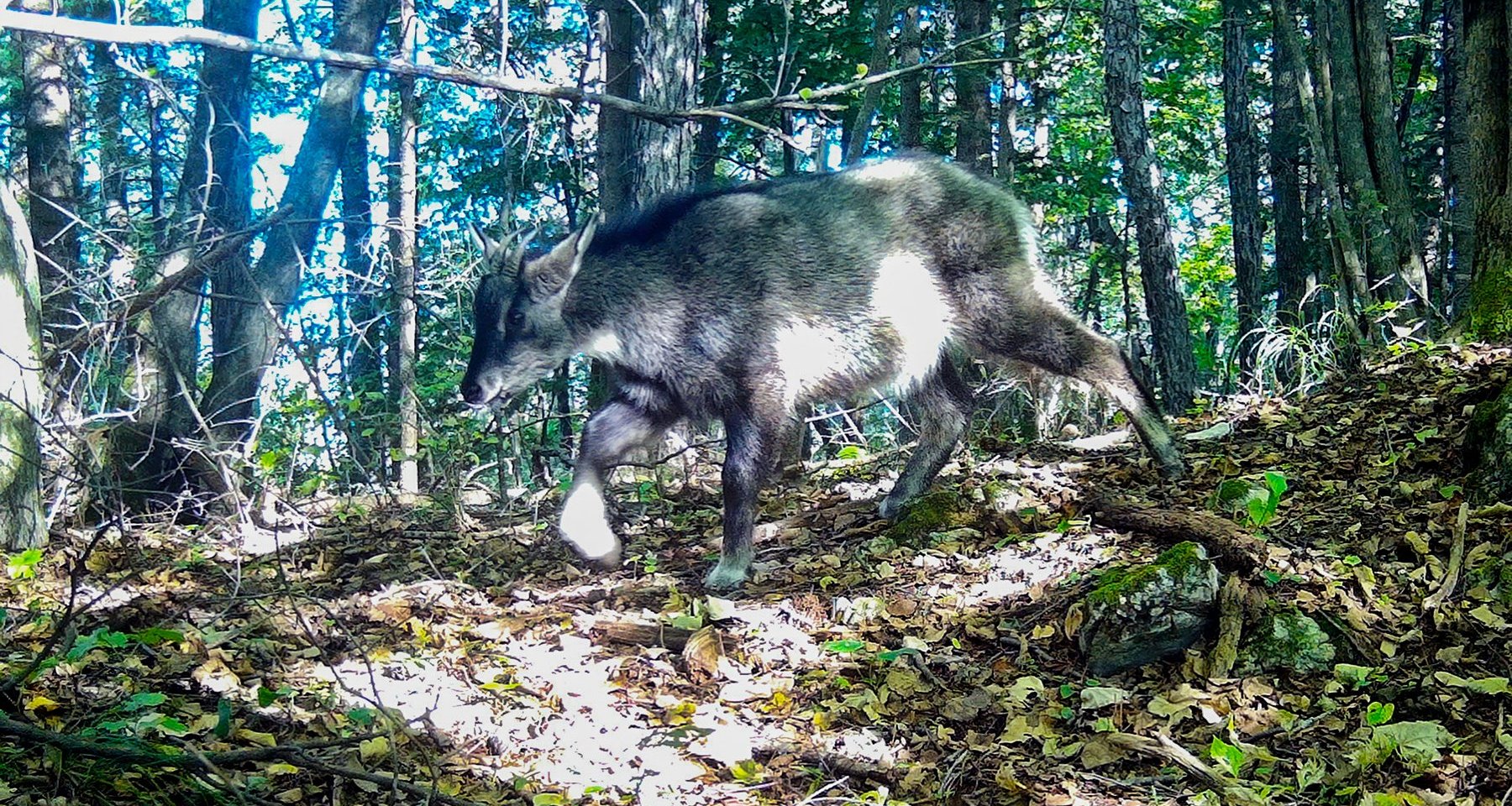 Амурский горал на горе Змеиная. Фото: Уссурийский заповедник