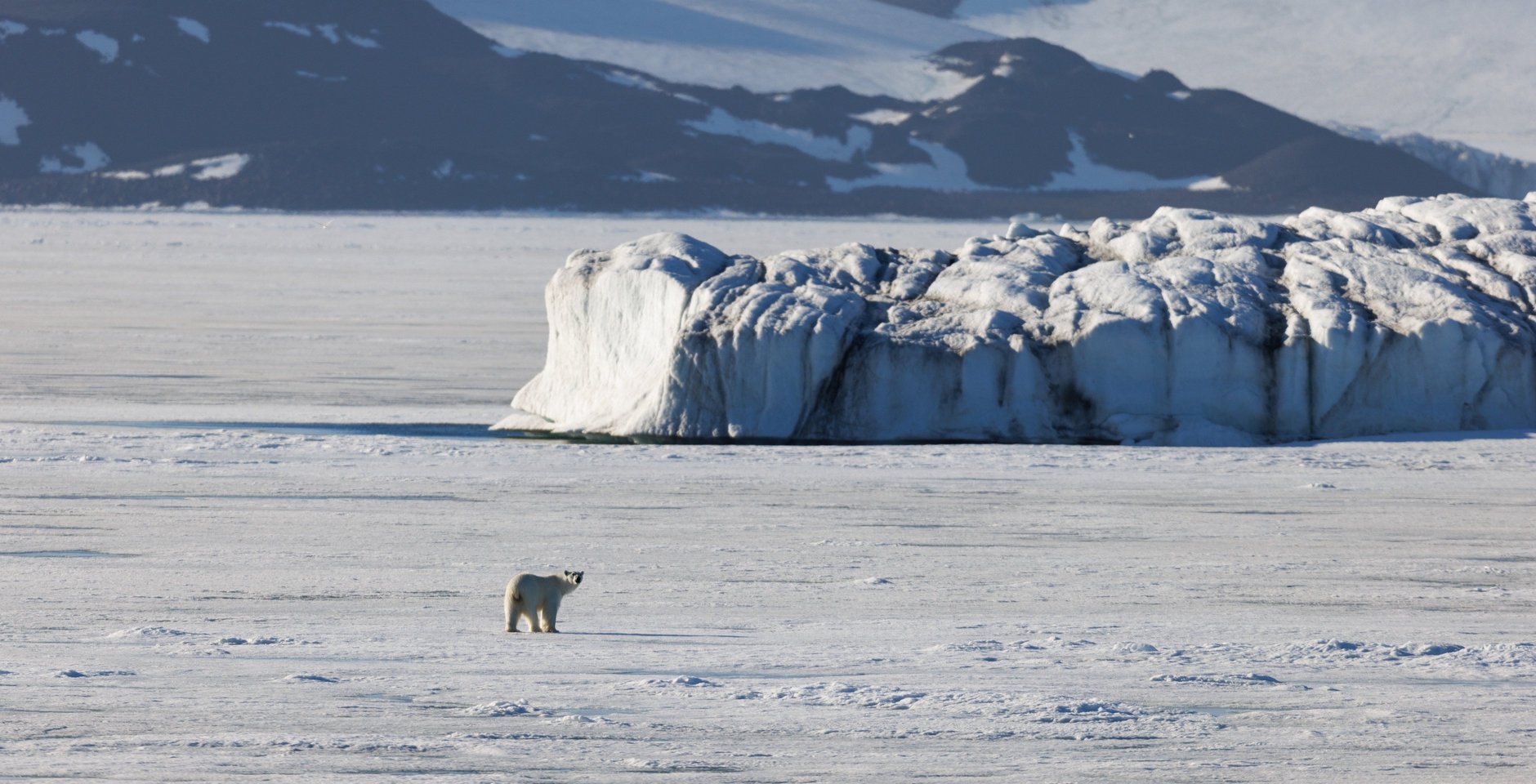 Белый медведь на территории национального парка «Русская Арктика». Фото: РИА Новости, Илья Тимин