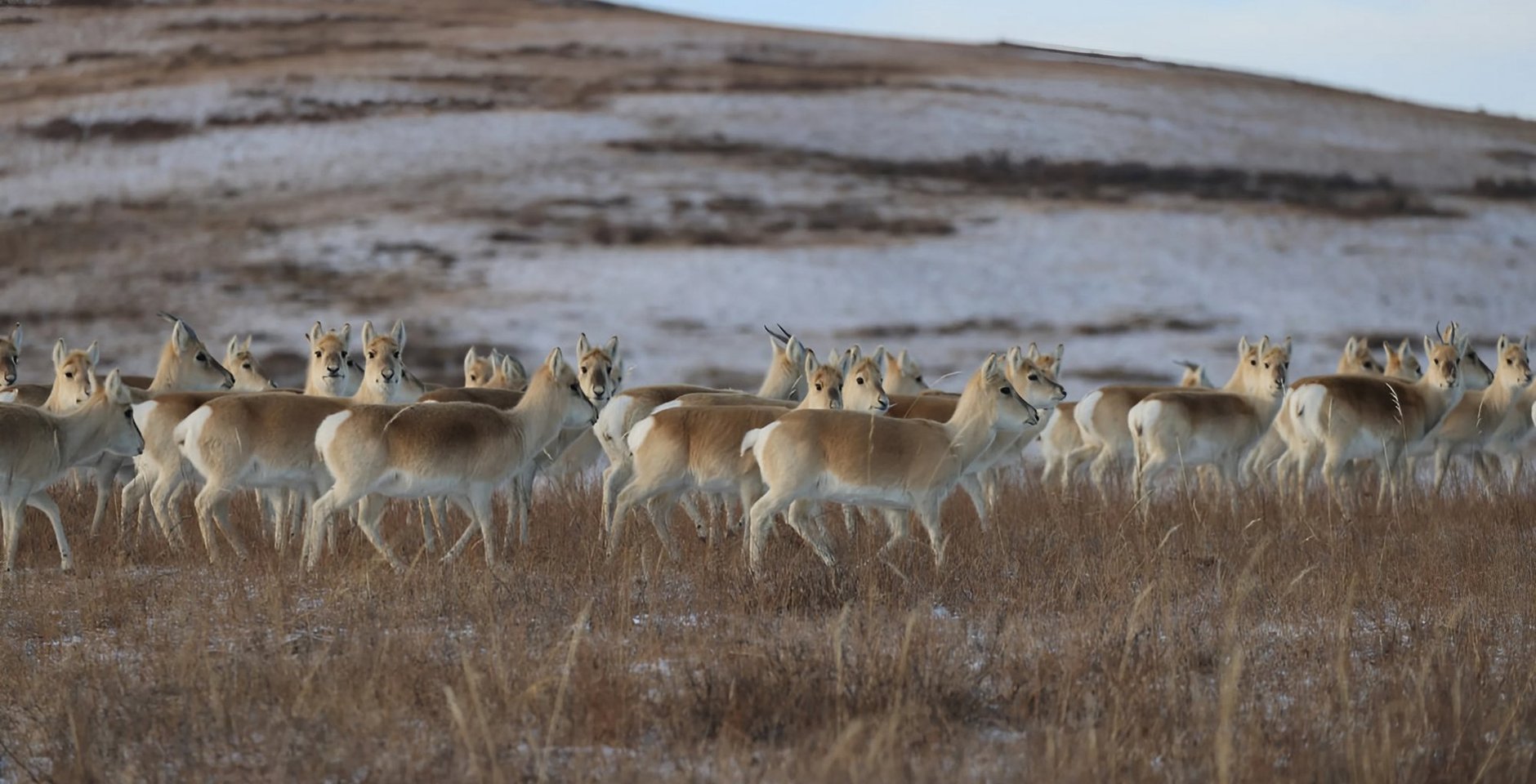 Дзерены во время учёта. Фото: Сохондинский заповедник