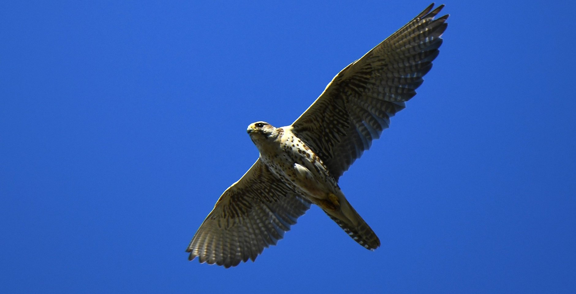 Самка дикого сокола-балобана в небе в Алтае-Саянском регионе. Фото: РИА Новости, Александр Кряжев