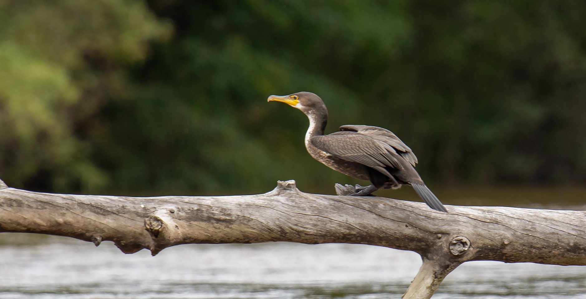Большой баклан. Фото: Игорь Дмитриев