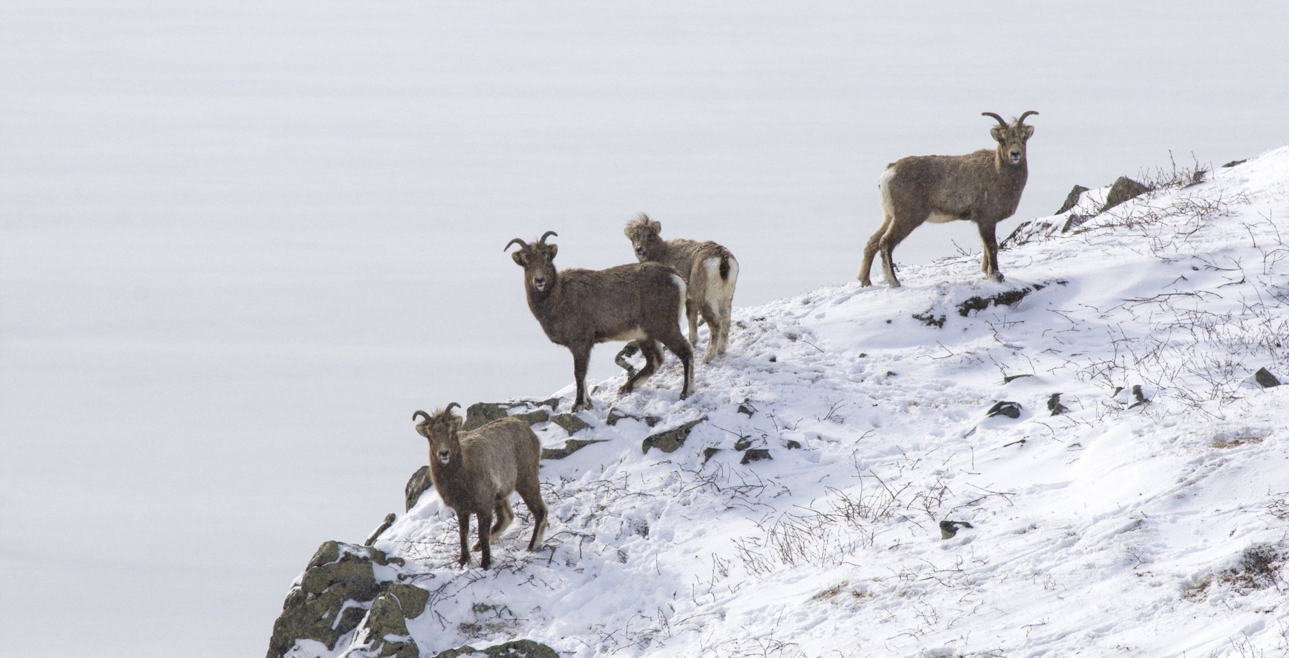 Снежные бараны. Фото: Денис Кочетков