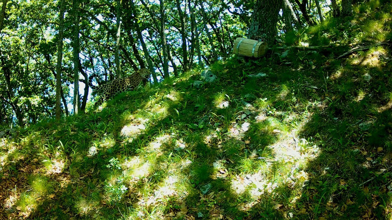 Дальневосточный леопард Leo 260M в Ольгинском округе Приморского края. Фотоловушка установлена Игорем Метельским