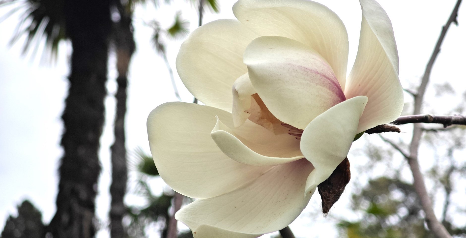 Цветок гималайской магнолии Кемпбелла. Фото: Росзаповедцентр