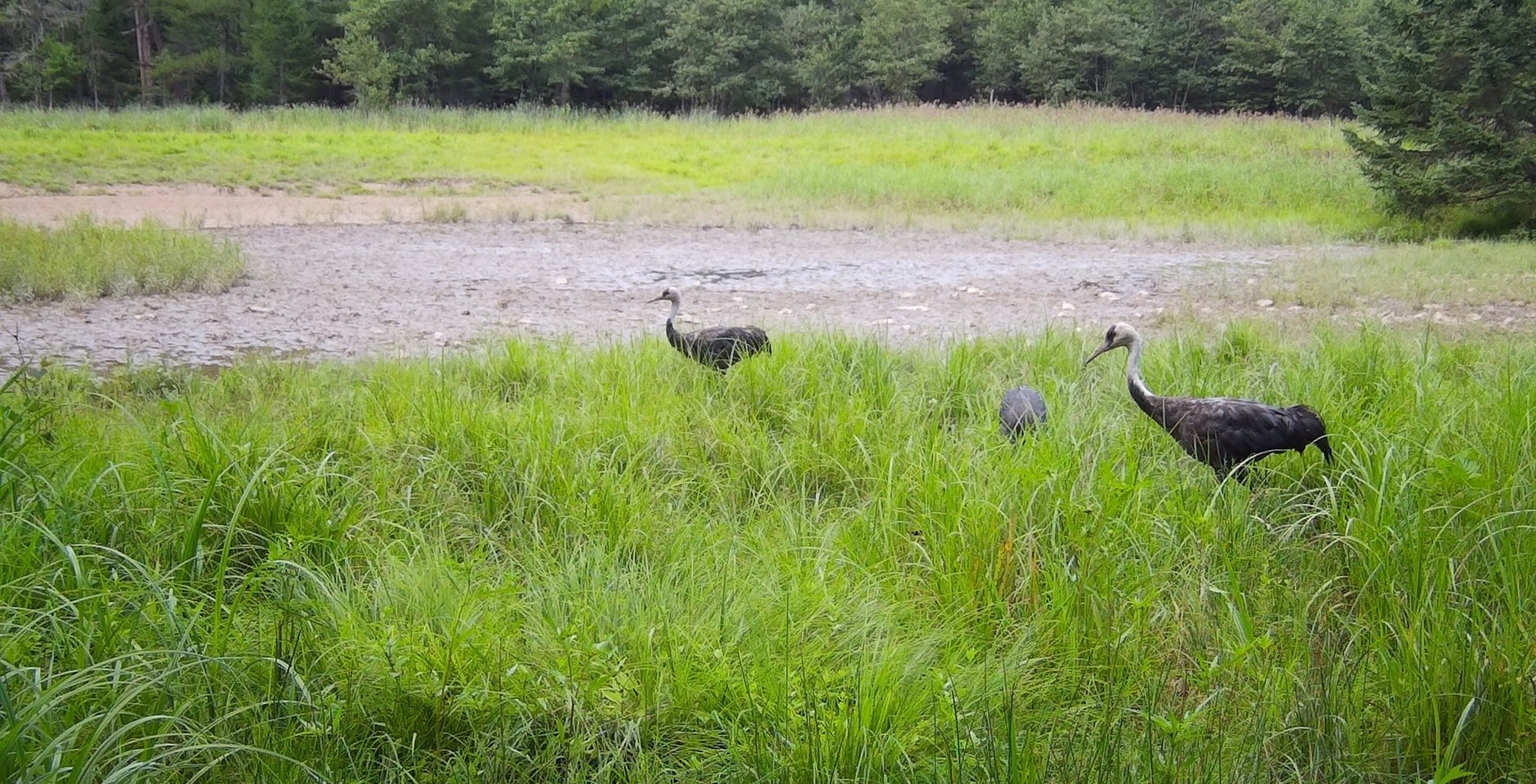 Семейство чёрных журавлей в Сихотэ-Алинском заповеднике