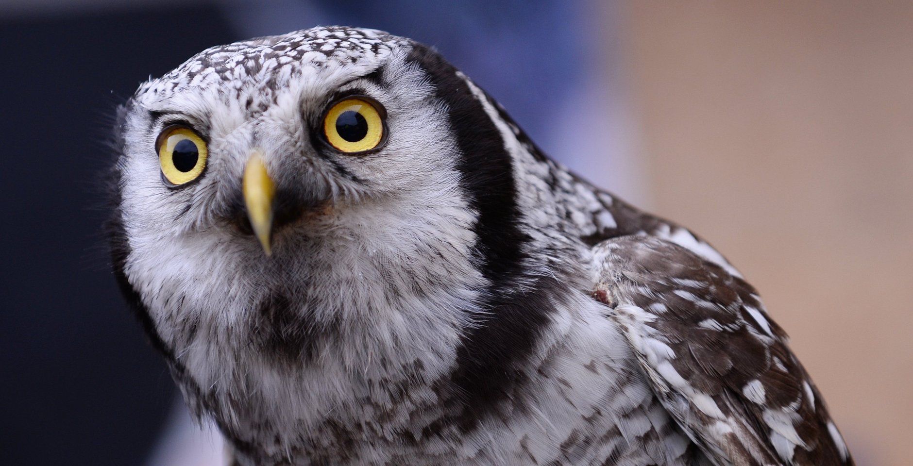 Ястребиная сова. Фото: РИА Новости, Нина Зотина