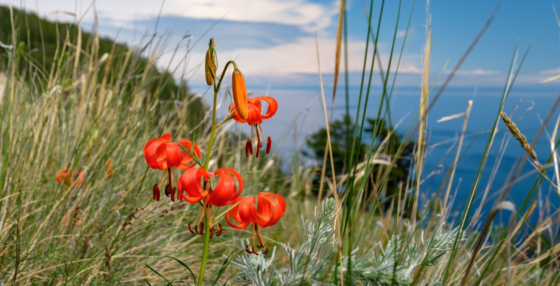 Цветы на берегу озера Байкал. Фото: РИА Новости, Владимир Смирнов