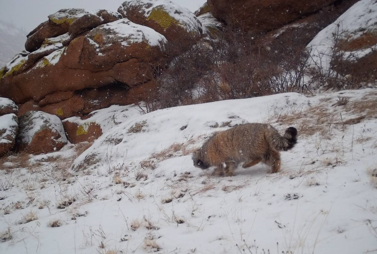 Манул в объективе фотоловушки. Фото: фонд «Компас»