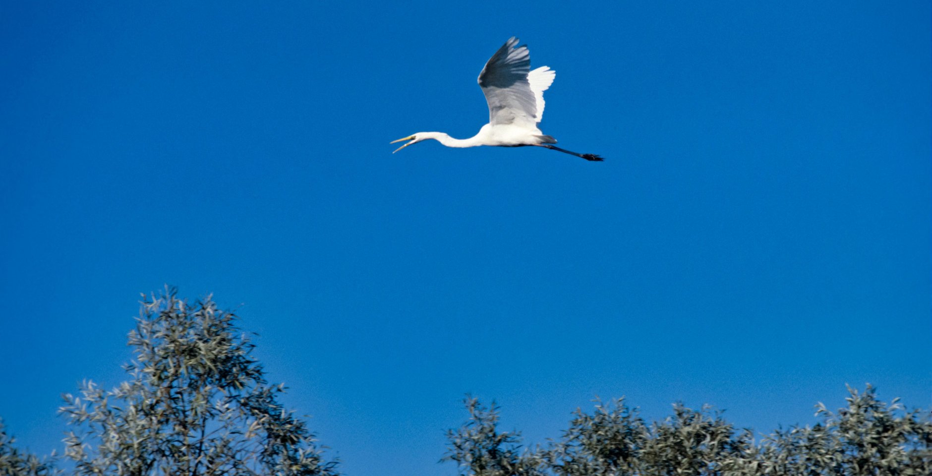 Стерх. Фото: РИА Новости, Владимир Первенцев